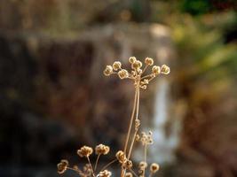 dichtbij omhoog foto van een droog fabriek in de weide Bij avond