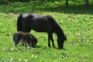 kostbaar zwart mini merrie paard met zijn baby in een veld- foto