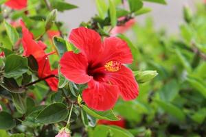 Chinese hibiscus bloei in een stad park in noordelijk Israël. foto