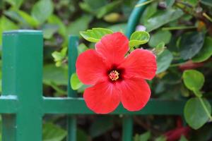 Chinese hibiscus bloei in een stad park in noordelijk Israël. foto