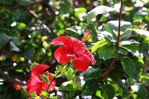 Chinese hibiscus bloei in een stad park in noordelijk Israël. foto