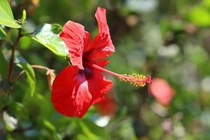 Chinese hibiscus bloei in een stad park in noordelijk Israël. foto