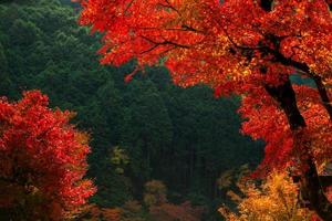 pittoreske tafereel van herfst in Japan foto