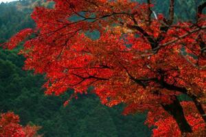 pittoreske tafereel van herfst in Japan foto