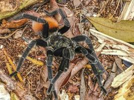 tarantula bruin zwart kruipt Aan de grond Mexico. foto