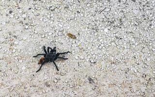 tarantula bruin zwart kruipt Aan de grond Mexico. foto