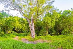 caraïben strand Spar palm bomen in oerwoud Woud natuur Mexico. foto