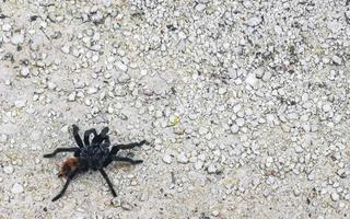 tarantula bruin zwart kruipt Aan de grond Mexico. foto