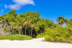 caraïben strand Spar palm bomen in oerwoud Woud natuur Mexico. foto