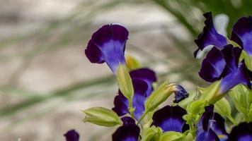 vorkbeen bloem bloeiend in de tuin foto