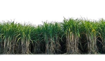 suiker riet geïsoleerd Aan wit achtergrond en knippen pad foto