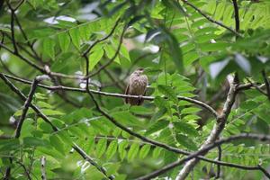 olijf- gevleugeld bulbul foto