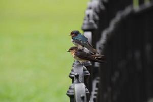 grote Oceaan slikken in een tuin foto