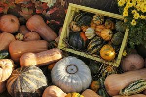 kleurrijk biologisch pompoenen en kalebassen Aan agrarisch eerlijk. oogsten herfst tijd concept. tuin vallen natuurlijk fabriek. dankzegging halloween decor. feestelijk boerderij landelijk achtergrond. vegetarisch voedsel. foto