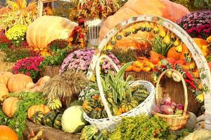 kleurrijk biologisch pompoenen en kalebassen Aan agrarisch eerlijk. oogsten herfst tijd concept. tuin vallen natuurlijk fabriek. dankzegging halloween decor. feestelijk boerderij landelijk achtergrond. vegetarisch voedsel. foto