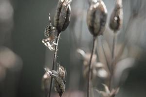 kruis spin kruipen Aan een spin draad naar een fabriek. een nuttig jager tussen insecten foto