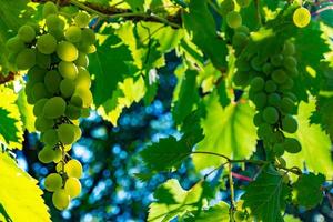 rijp groen druif in wijngaard. druiven groen smaak zoet groeit natuurlijk. groen druif Aan de Liaan in tuin foto