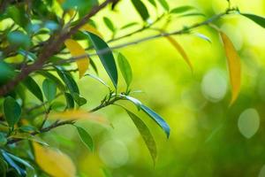 fabriek groen blad in tuin met bokeh achtergrond foto