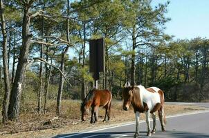 bruin en wit wild paarden wandelen Aan de weg foto