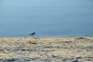 een meer of rivier- met kust met zand en vogelstand foto