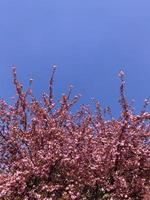 kers bloesem kroon. roze bloemen van een boom tegen een blauw lucht foto