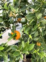 mandarijn- boom met groen en oranje mandarijn- fruit foto