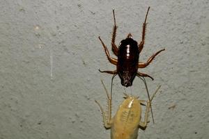 kakkerlak bochten rood huid naar wit. foto