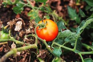 tomaten zijn hangende Aan de fabriek foto