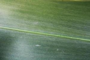 sorghum bicolor blad. foto