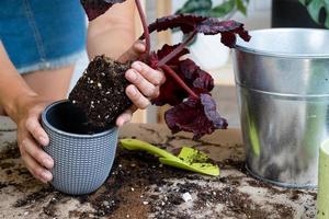 verplanten een huis fabriek begonia in een pot. een vrouw planten een stengel aarden brok met wortels in een nieuw bodem. zorgzaam voor een ingemaakt plant, handen detailopname foto