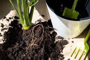 een aarden brok van een ingemaakt fabriek met gezond wortels. verplanten en zorgzaam voor een huis plant, wortelstok, wortel rot foto