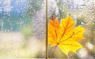 een geel droog esdoorn- blad zit vast naar de nat glas van de venster met regendruppels. herfst stemming, weer voorspelling foto