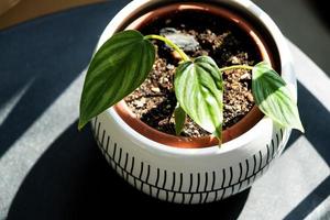 philodendron plowmanii een klein geworteld stengel in een pot detailopname. fokken van bijzonder soorten van kamerplanten, teelt en zorg van aroiden. foto