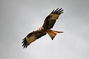 een visie van een rood vlieger in vlucht foto