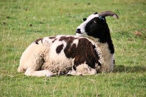 een dichtbij omhoog van een schapen in de Cheshire platteland foto