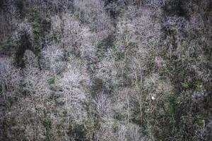 visie van bebost bergen. rivier- in bergen. landschap is natuurlijk. foto