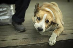 hond leugens Bij voeten van baasje. hond rust Aan veranda. foto