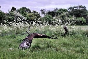 een visie van een steppe adelaar in vlucht foto