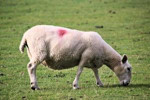 een dichtbij omhoog van een schapen in de Cheshire platteland foto
