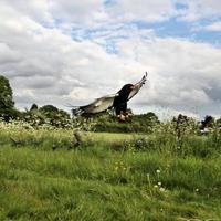 een visie van een bateleur adelaar foto