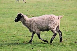 een dichtbij omhoog van een schapen in de Cheshire platteland foto