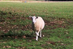 een dichtbij omhoog van een schapen in de Cheshire platteland foto