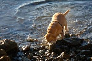hond spelen en het baden in de zee in de vroeg ochtend- uur. foto
