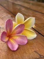 mooi frangipani bloem foto