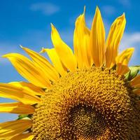 zonnebloemen veld. helder blauw lucht foto