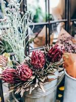 protea bloemen en planten in klein bloemist winkel foto