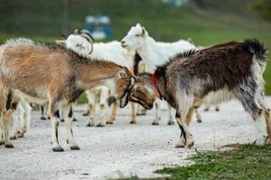 mooi en gelukkig geit begrazing Aan de groen vlak. foto