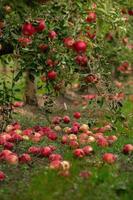 vers appels van de boomgaard. appel oogst klaar naar worden geplukt van de boomgaard in de republiek van Moldavië. foto