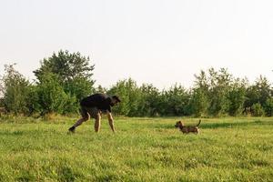 knap glimlachen Mens is het werpen bal naar zijn weinig gelukkig hond. het beste vrienden zijn spelen samen in park in de zomer. foto