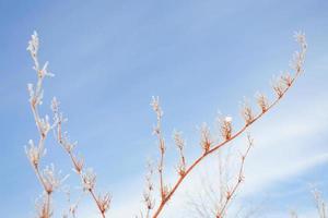 wazig bevroren gras. winter abstracte achtergrond. landschap. foto